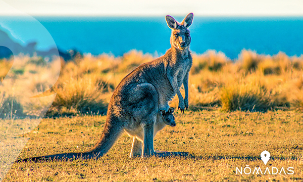 Disfruta de la naturaleza en Perth