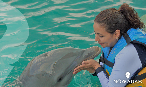 Nadar con delfines en Perth