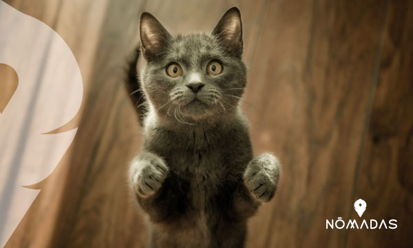 Gato gris con las patas delanteras levantadas