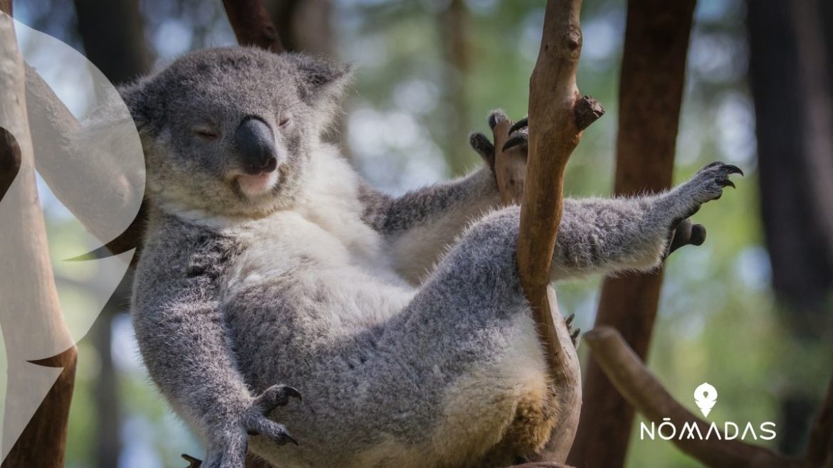 Animales de Australia