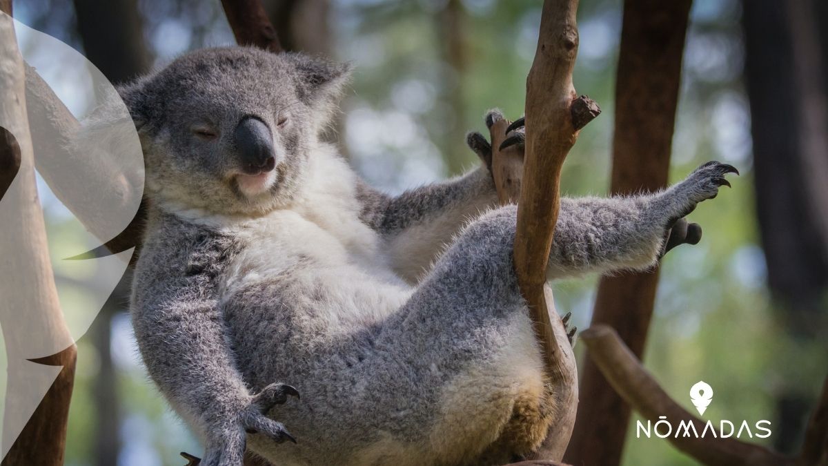 Animales de Australia
