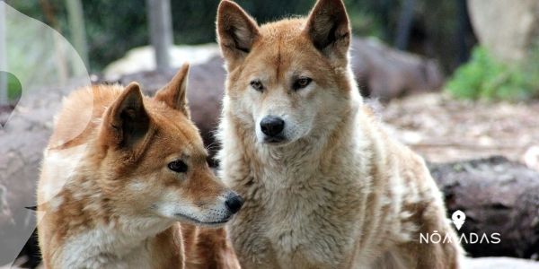 El dingo