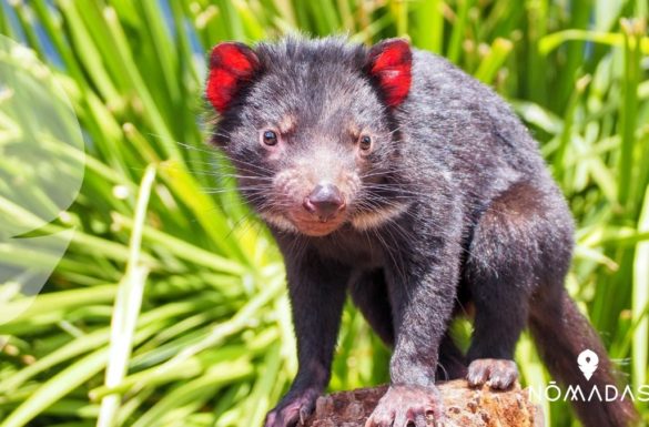 Demonio de Tasmania