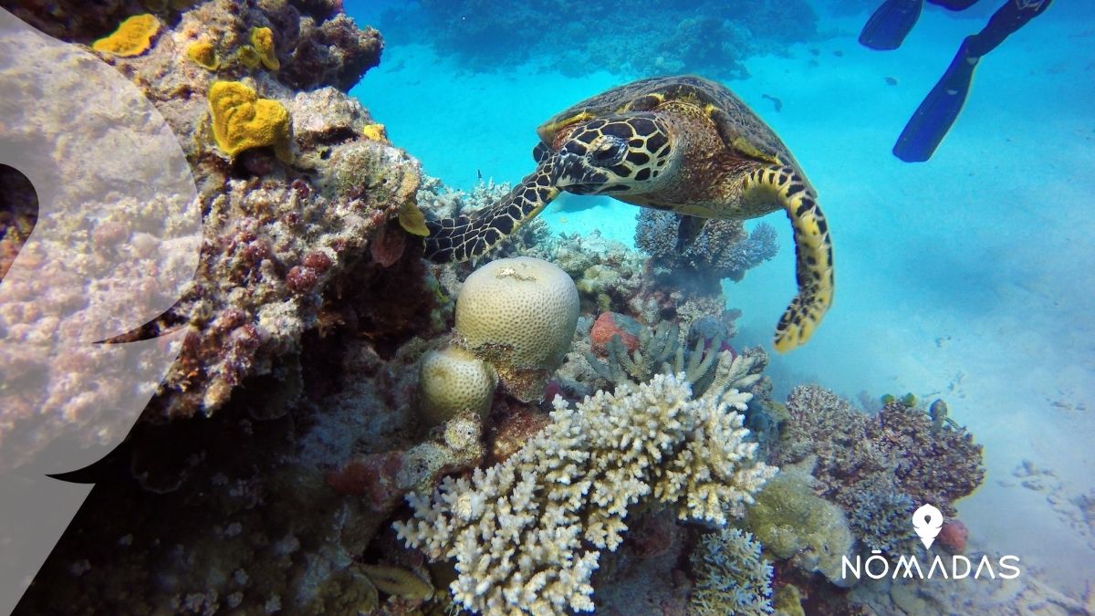 Gran Barrera de Coral de Australia