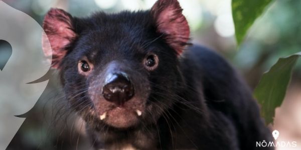 ¿Qué son los demonios de Tasmania? 