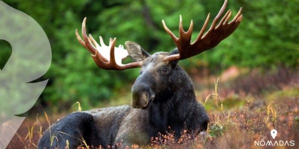 Alce, un animal con grandes cuernos