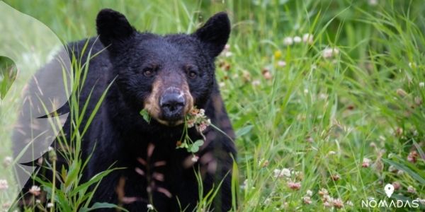 El oso negro, la especie más abundante