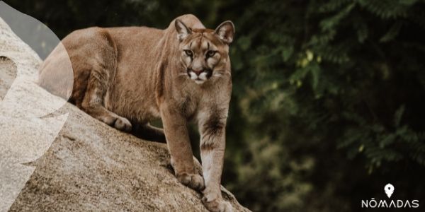 El puma concolor, los mayores cazadores de todos los animales típicos de Canadá