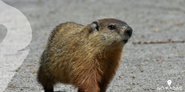La marmota canadiense, un animal con fecha de celebración