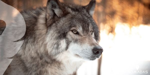 Lobo gris, un animal con gran visión y olfato
