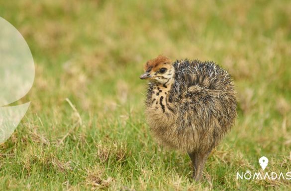 kiwi Nueva Zelanda
